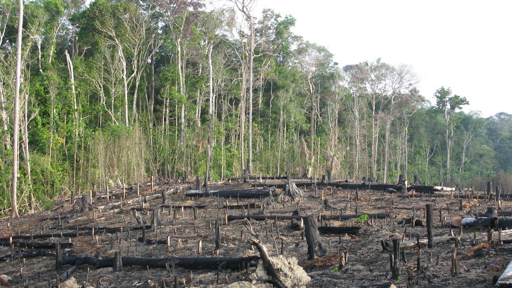 Úbytek deštných pralesů pokračuje rychlostí 10 fotbalových hřišť za minutu